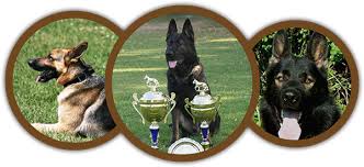 Situated in the rolling hills of nashville, tennessee, hillview kennels (german shepherd breeders) provides the ultimate location for breeding the highest quality german shepherd dogs. German Shepherd Breeder In Tennessee Sequoyah German Shepherds