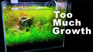 For a beginner, a nano tank is a great deal for keeping a small number of fish just for the fun of it. Tanaman Aquascape Tanpa Co2 Dan Pupuk Berbagi Tanam
