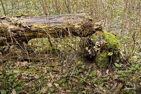 Biber Und Totholz Es Ist Vollbracht Holz Naturgarten Tot