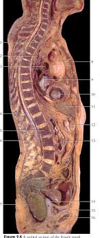 Anatomy of liver  the liver is a reddish brown organ with four lobes of unequal size and shape. Figure 9 4 A Sagittal Section Of The Female Trunk Anatomy And Physiology Diagram Quizlet