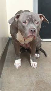 Meet Electra A Two Year Old Dog Who Was Left At The Inland Valley Humane Society In Pomona California On May 17 Electra S Pitbulls Dog Facts Shelter Dogs