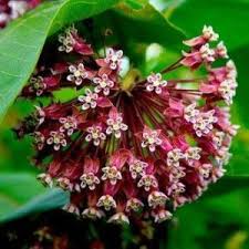 Image result for Asclepias adscendens