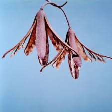 Image result for Entandrophragma caudatum