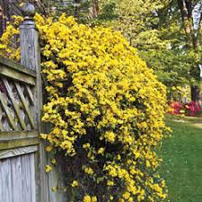 But did you check ebay? Hardy Carolina Jasmine Michigan Bulb Company
