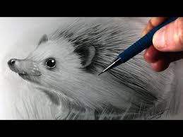 How To Draw A Hedgehog Youtube Realistic Drawings Hedgehog Drawing Animal Drawings