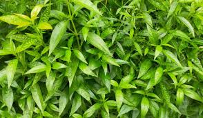 Image result for Pseuderanthemum