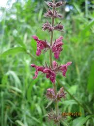 Image result for Stachys pseudonigricans