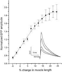 Sartorius muscle stretch also for the group of hip flexor muscles. Average Change In Epp Amplitude As A Function Of Stretch Of The Download Scientific Diagram
