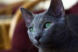 Russian blue kitten first exhibited at london's crystal palace in 1875 as the archangel cat, the original russian blue competed with all other blue cats. Facts About Russian Blue Cats What You Need To Know About These Kitties