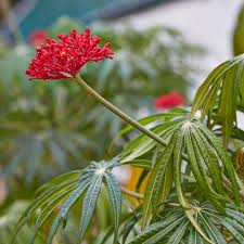 Image result for Jatropha multifida