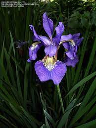 Plantfiles Pictures Japanese Iris Siberian Iris Iris Sanguinea 2 By Mygardens Pretty Flowers Beautiful Flowers Japanese Iris