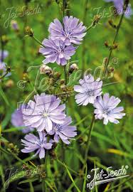 Image result for Cichorium intybus
