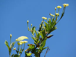 Image result for Pseudomussaenda stenocarpa