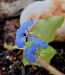 Image result for Commelina benghalensis