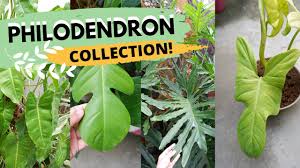 Huge Philodendron Collection Plant Collection Series Philippines Plants Galore Ph Youtube