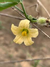 Image result for Coccinia rehmannii