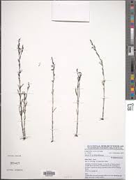 Image result for Buchnera leptostachya