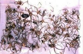What is brown, has a tail and head? 12 Brown Recluse Spider Traps House Spider Traps Non Toxic Sticky Spider Traps Ebay