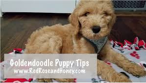 A well educated dogs not merely builds strong conversation and understanding with the dog owner but also valued and receive plenty of interest from. Our Goldendoodle Puppy S First Day Home
