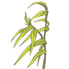 Family Tree Drawing 1024 1024 Transprent Png Free Download Line Art Grass Family Flora Cleanpng Kisspng 640x720 free photo bamboo leaves black plant silhouette. family tree drawing 1024 1024