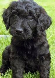 Maybe you would like to learn more about one of these? Mini Labradoodle Black And White
