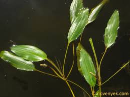 Image result for Potamogeton nodosus