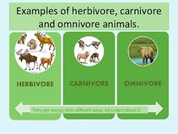 Omnivores on the other hand can get away with acting like herbivores but guess what? Herbivore Carnivore And Omnivore Animals