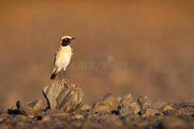 500 x 428 jpeg 68 кб. 3 313 Desert Arabian Peninsula Photos Free Royalty Free Stock Photos From Dreamstime
