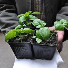 You can count on faster germination & quick growth, especially if you're planting in june, july or even. Gardening Heat Loving Basil Plants Enhance Cooking Health And Spirit The Spokesman Review