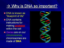 Check spelling or type a new query. Dna And Genes Chapter 11 History Of Dna