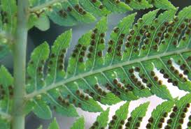 Image result for Cyathea capensis