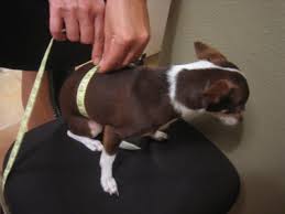 With this huge list of free sewing patterns pdf available for download, you'll be all set and ready to sew! How To Make Custom Dog Clothing Hgtv