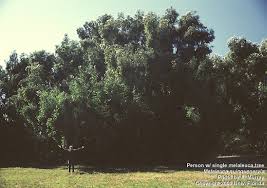 Image result for Melaleuca quinquenervia
