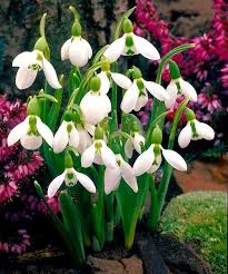 Image result for ghiocel