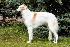 A dog of a particular breed, similar in shape to a greyhound but with longer silkier hair. 5 Facts Of Borzoi A Russian Dog To Hunt Wolves With Learn Russian Language