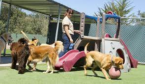 Search by rates, reviews, experience, and more! The Truth About Dog Daycare Ferndog Training