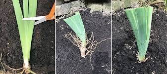 About four to six weeks after they flower, divide by digging up the whole clump and remove the mother plant. How To Divide Irises And Replant Them In The Garden