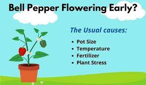 Percentage fruit set of pepper pistils exposed to 25 °c. Bell Pepper Flowering Early Causes And Solutions Flourishing Plants