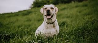 The reason why urine turns grass brown or yellow has to do with chemistry. Why Does Dog Urine Stain The Grass Office For Science And Society Mcgill University
