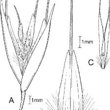 Image result for Panicum trichonode