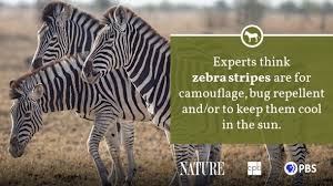 Learn about these distinctive black and white striped members of the horse family. Zebra Fact Sheet Blog Nature Pbs