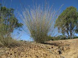 Image result for Aristida