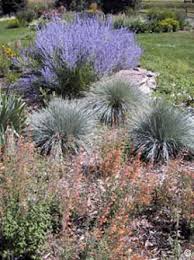 There's a great selection and varieties of tall ornamental grasses that can help you create. 1906 Xeriscape Ornamental Grasses Planttalk Colorado