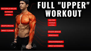 There are anterior muscles diagrams and posterior muscles diagrams. The Best Upper Body Workout Routine And Exercises