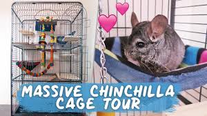 I take a look at some of the general information. 11 Year Old Chinchilla Gets A New Cage Chinchilla Mansion Tour Youtube