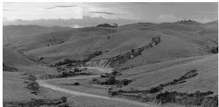 Image result for Pycreus fibrillosus