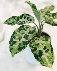 Aglaonema Pictum Tricolor Plant Leaves Variegated Plants Foliage Plants