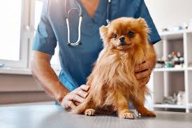 How Much Does It Cost To Spay Or Neuter A Dog Daily Paws