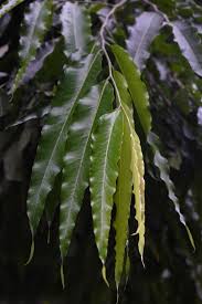 Image result for Monoon longifolium