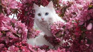 كيفية العثور على قطة ضائعة. Ù‚Ø·Ø© ÙˆØ§Ù† Ø§Ù„ØªØ±ÙƒÙŠØ© Ø°Ø§Øª Ø§Ù„Ø¹ÙŠÙ†ÙŠÙ† Ø§Ù„Ù…Ø®ØªÙ„ÙØªÙŠÙ† ÙÙŠ Ø§Ù„Ù„ÙˆÙ† ØªØ¹Ø´Ù‚ Ø§Ù„Ø³Ø¨Ø§Ø­Ø©